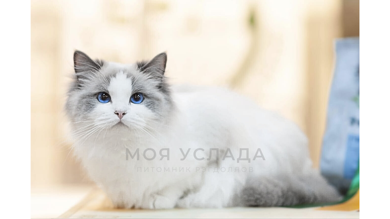 Рэгдолл - Моя Услада